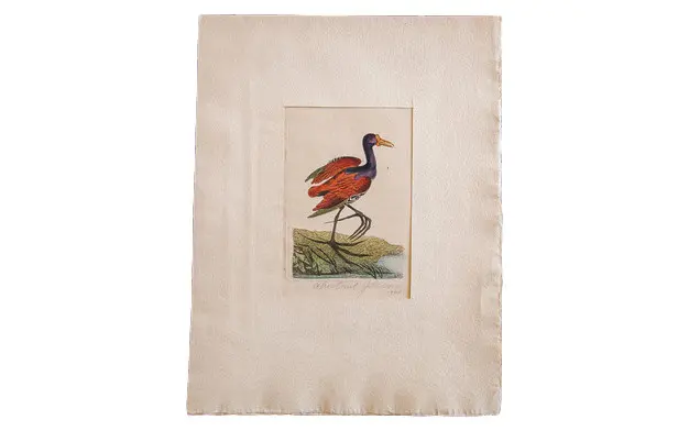 18th Century Hand Colored Chestnut Jacona