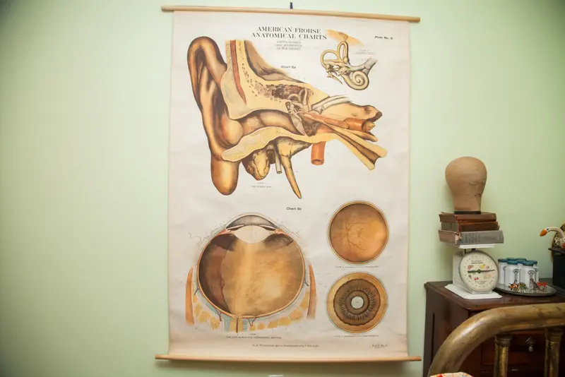 American Frohse Anatomical Pulldown Chart Eye And Ear