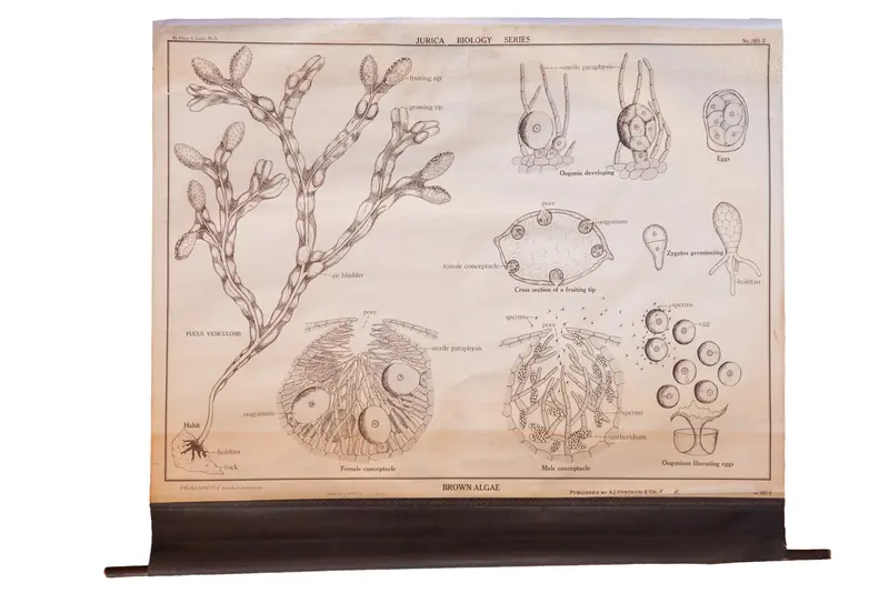 Early 20th Century Pull Down Chart of Brown Algae