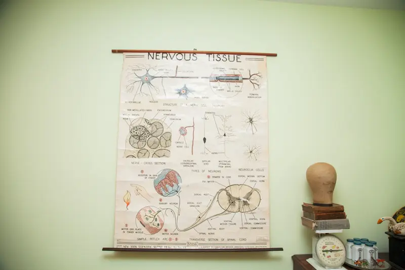 Mid Century Nervous Tissue Vintage Science Pulldown Chart
