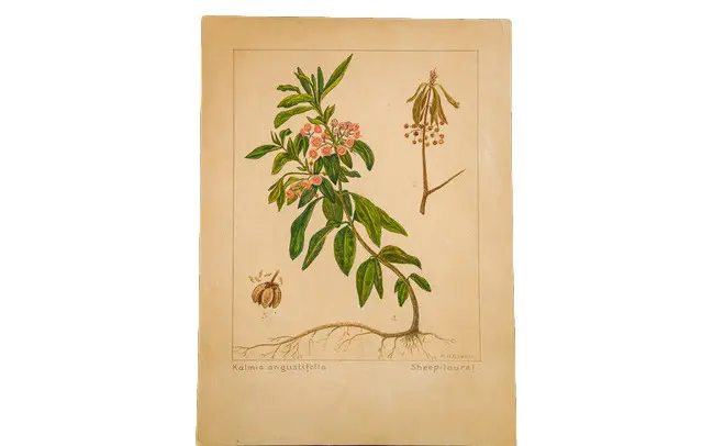 Sheep-Laurel Botanical Watercolor R.H. Greeley