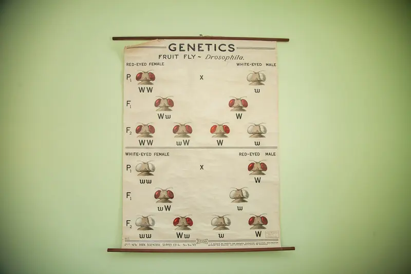Vintage 1941 Fruit Fly Science Chart