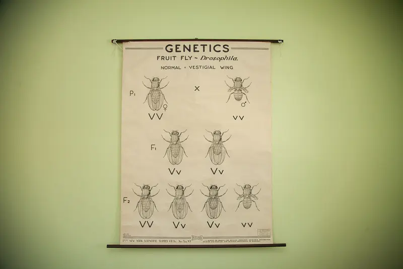 Vintage 1941 Minimilistic Fly Science Chart