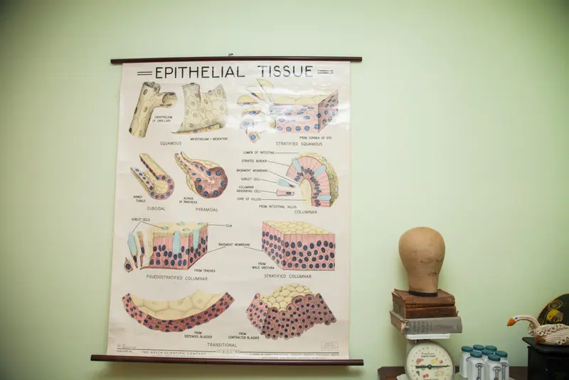 Vintage 1960's Epithelial Tissue Pulldown Anatomy Chart