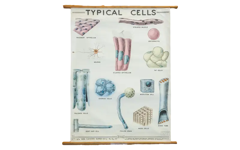 Vintage Classroom Pull Down Science Chart of Typical Cells