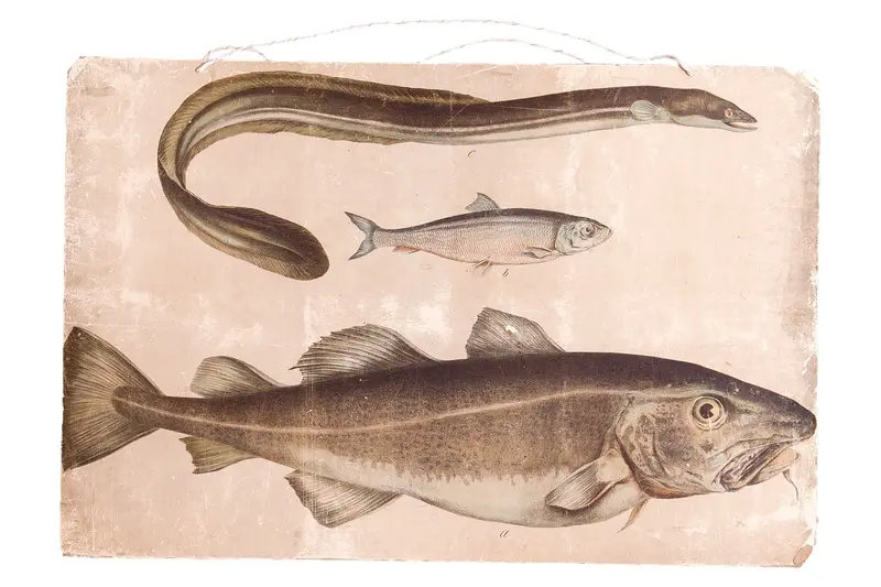 Vintage Fish School Chart