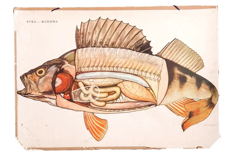 Vintage School Fish Diagram